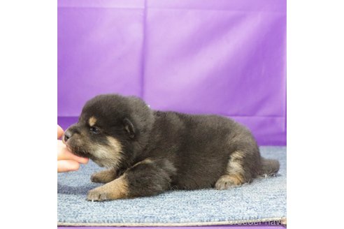 成約済の愛知県の柴犬-361066の2枚目